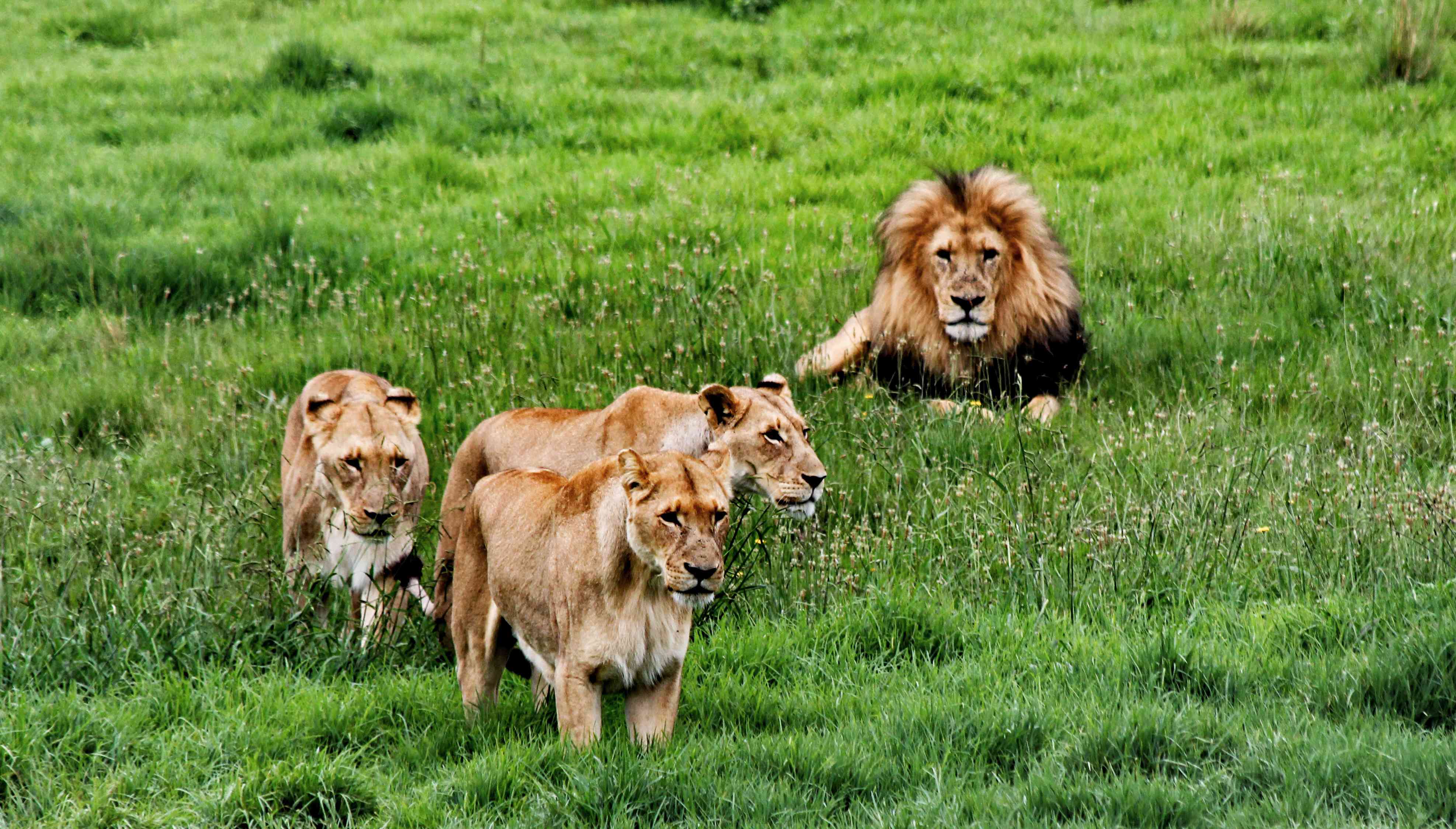 南非草原上的一群雄狮和雌狮