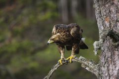 一只年轻的金鹰（Aquila chrysaetos）栖息在松树分支上，缠扰潜在的猎物。