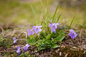 紫色的紫罗兰花在草和其他杂草附近生长“width=