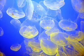 一大群清澈的水母，中间有黄色的触须，漂浮在蓝色的水中＂width=