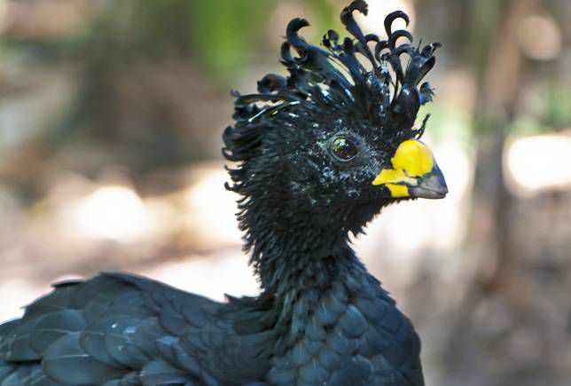 伟大的Curassow