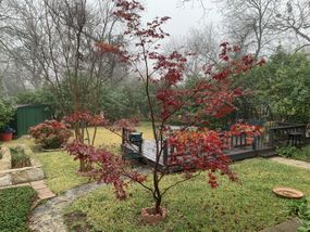 阴沉沉的冬日里，绿色的后院有一棵红色的枫树
