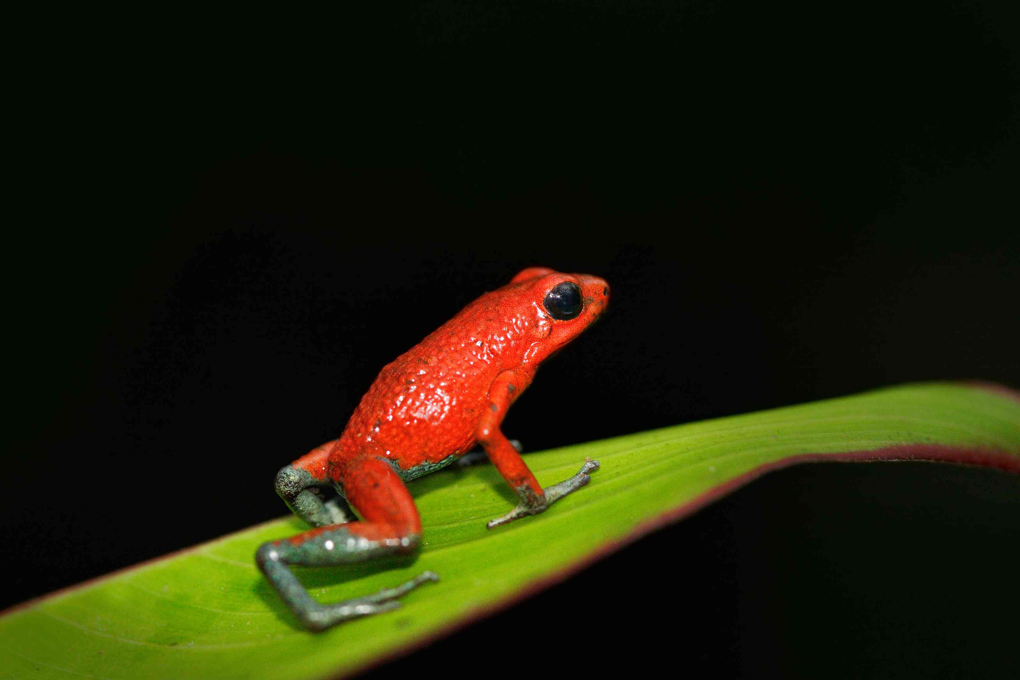 明亮的红色与灰色颗粒毒蛙腿坐在一片绿叶。”width=