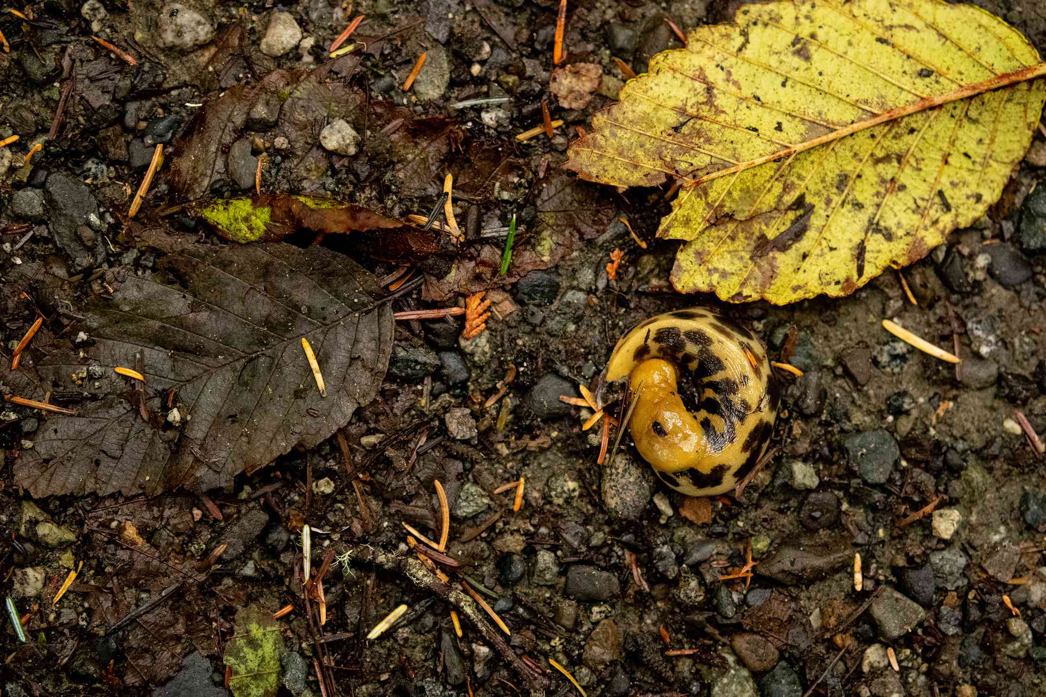 在森林地面上一个颜色相似的叶子附近有棕色斑点的黄色香蕉蛞蝓＂width=