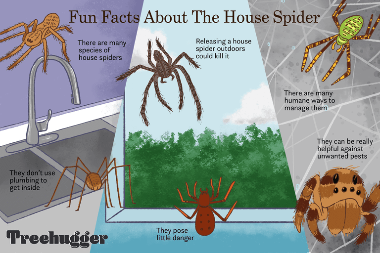 关于蜘蛛插画的有趣事实