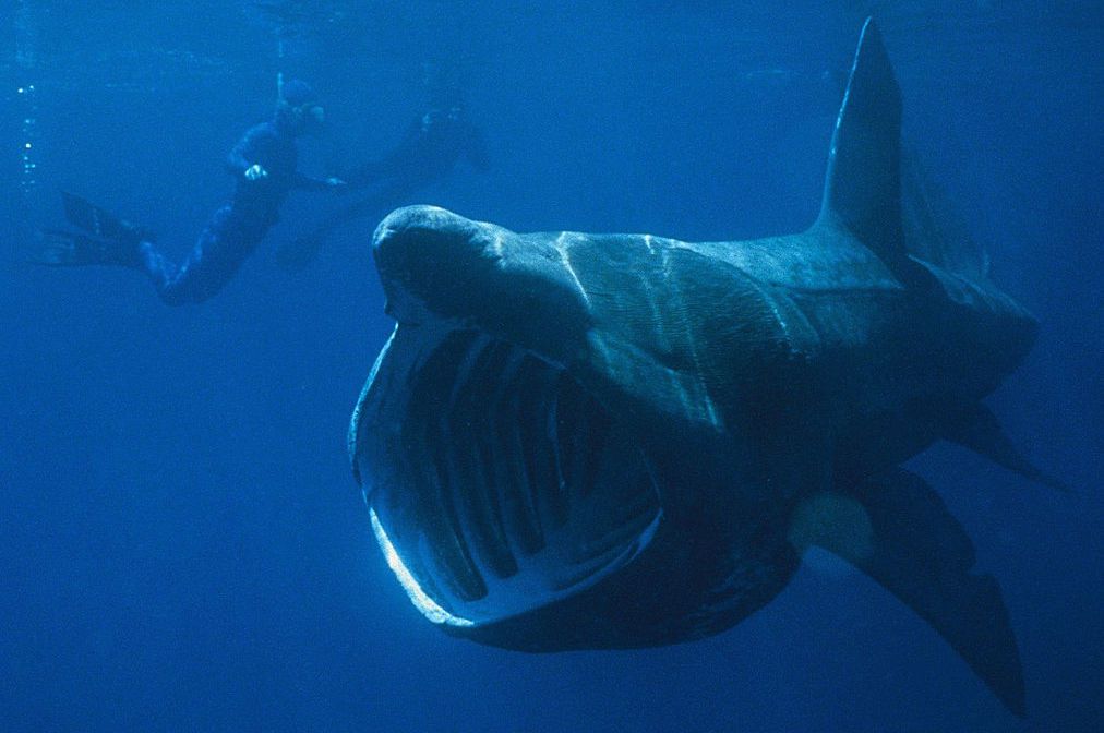 水下的姥鲨张大嘴巴进食，附近有两名潜水员。＂width=