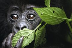 卢旺达西北部的小山大猩猩