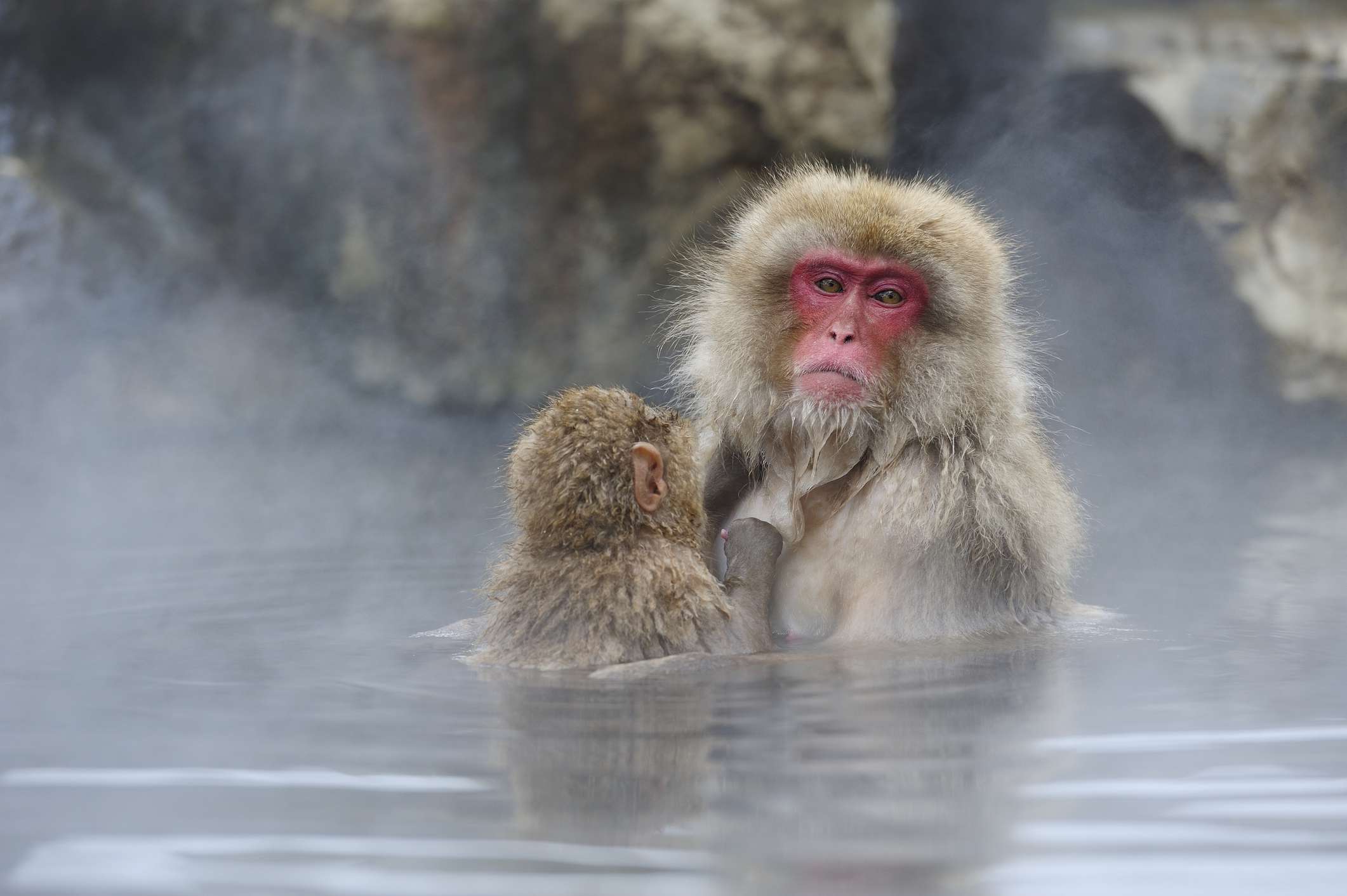 Joshinestu Kogen国家公园的日本猕猴＂width=
