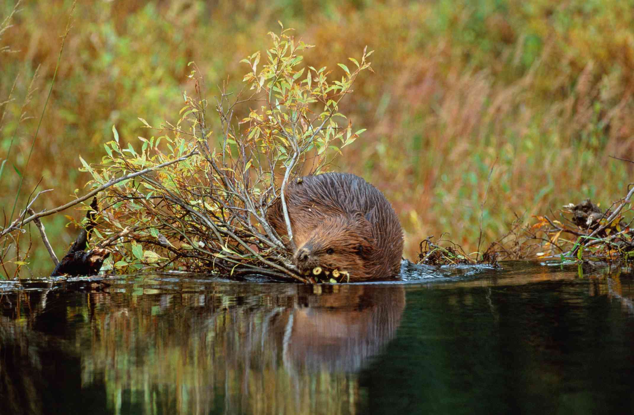 阿拉斯加的一只海狸站在枝繁叶茂的池塘边。＂width=