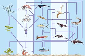 在海洋生态系统中，水下和海底复杂的生物地球化学循环或营养循环以许多不同的复杂生物为特征＂width=