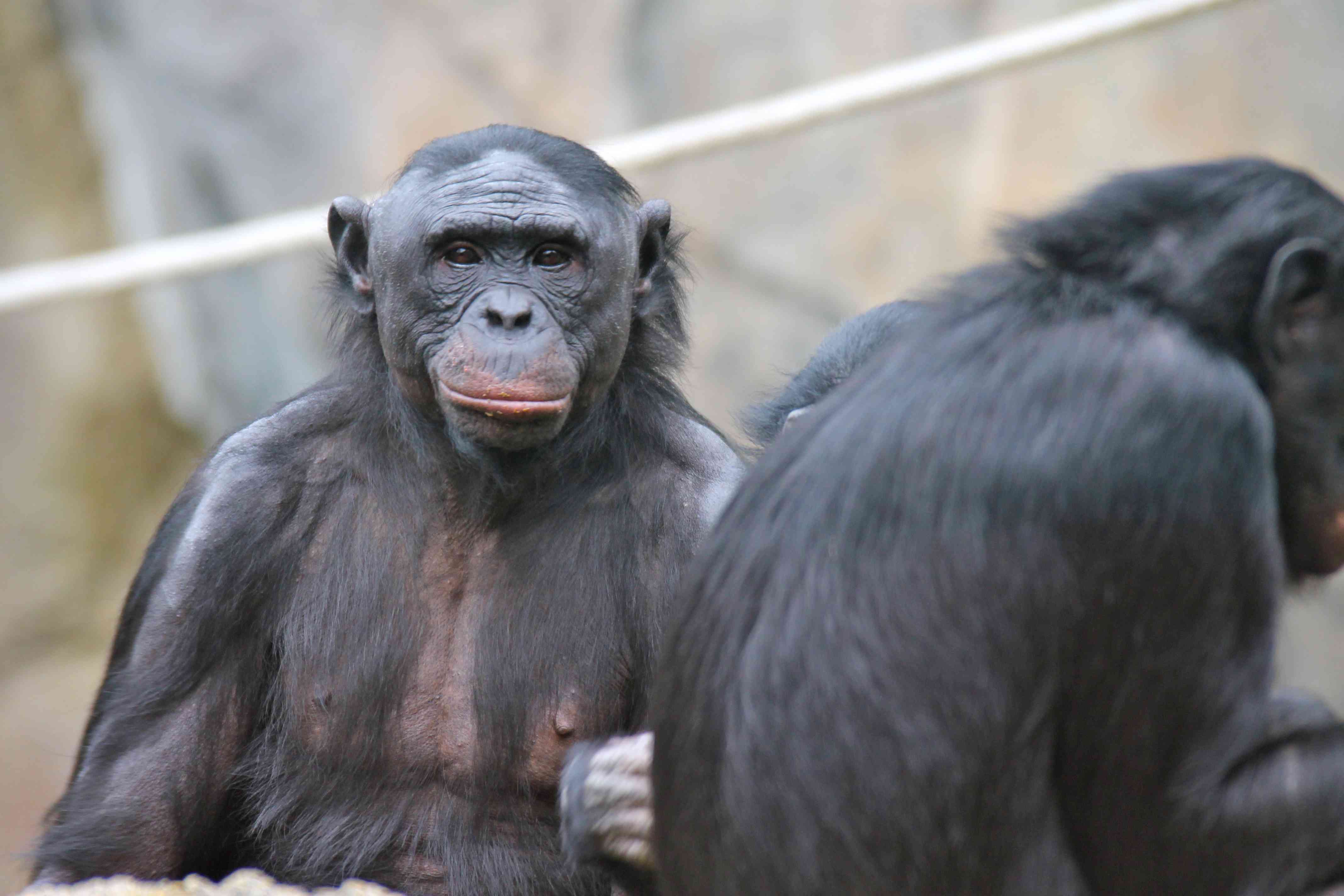 两只倭黑猩猩，其中一只看着相机＂width=