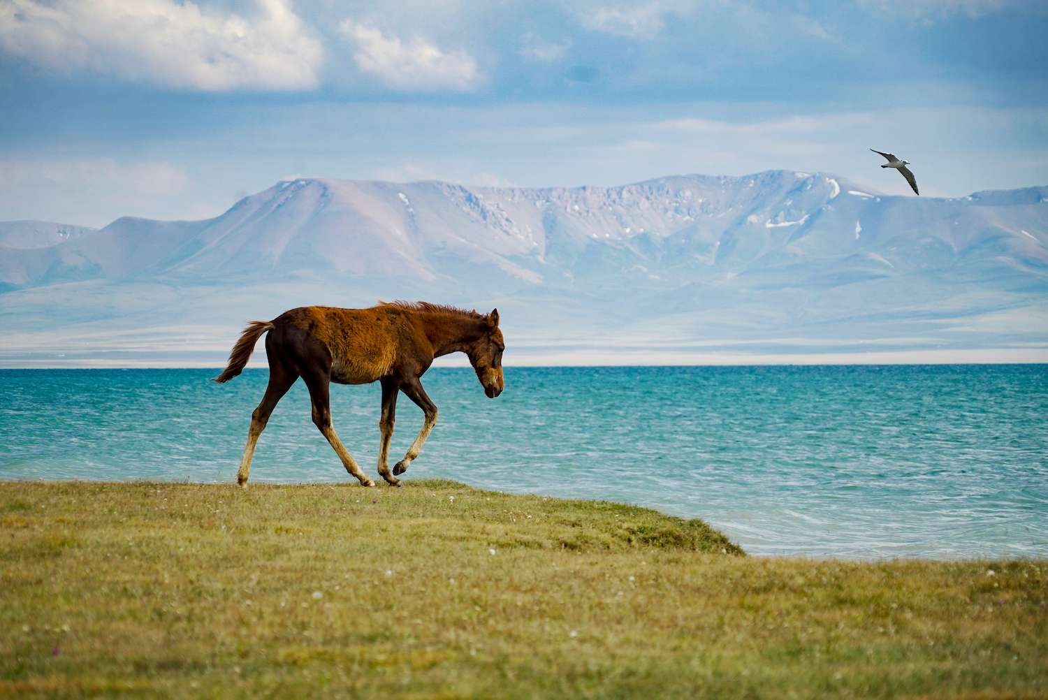 在一个阴天，一匹马在宋库尔的蓝色水域前小跑