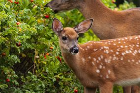 两只白尾鹿在吃开着红花的绿色灌木