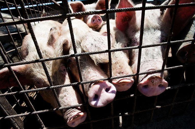 2012年10月7日，Nuova Agricoltura(新农业)农场有机养猪场的猪圈里的猪