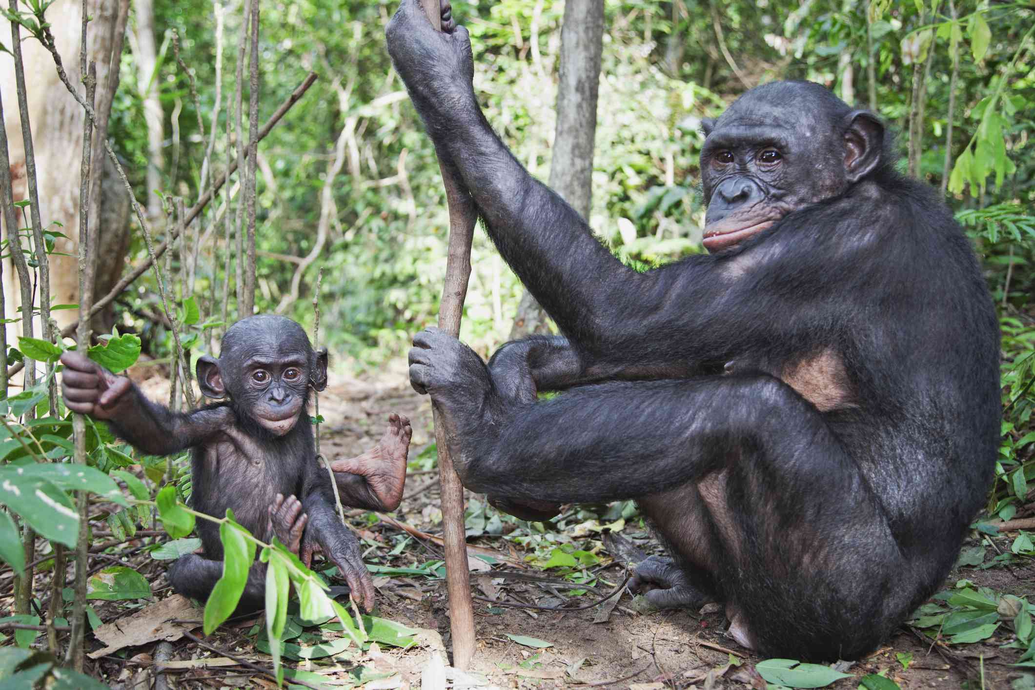 刚果民主共和国的成年倭黑猩猩和小倭黑猩猩