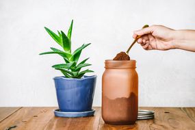 手勺咖啡渣从玻璃罐作为芦荟室内植物的食物”width=