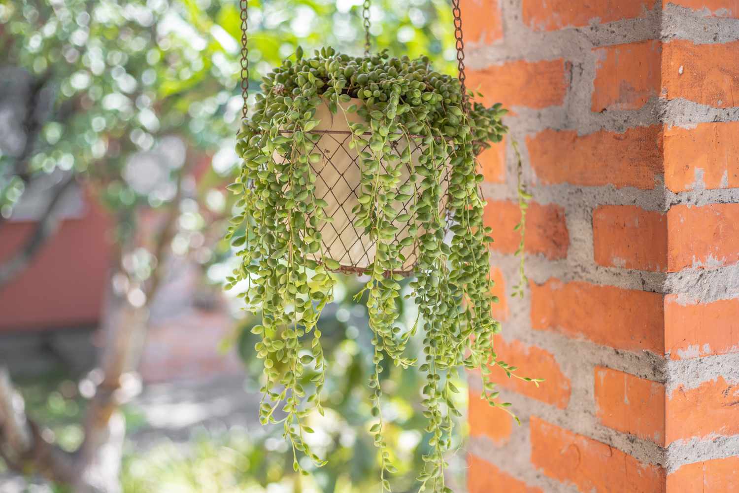 成熟的珍珠串种在砖墙外的挂丝筐里