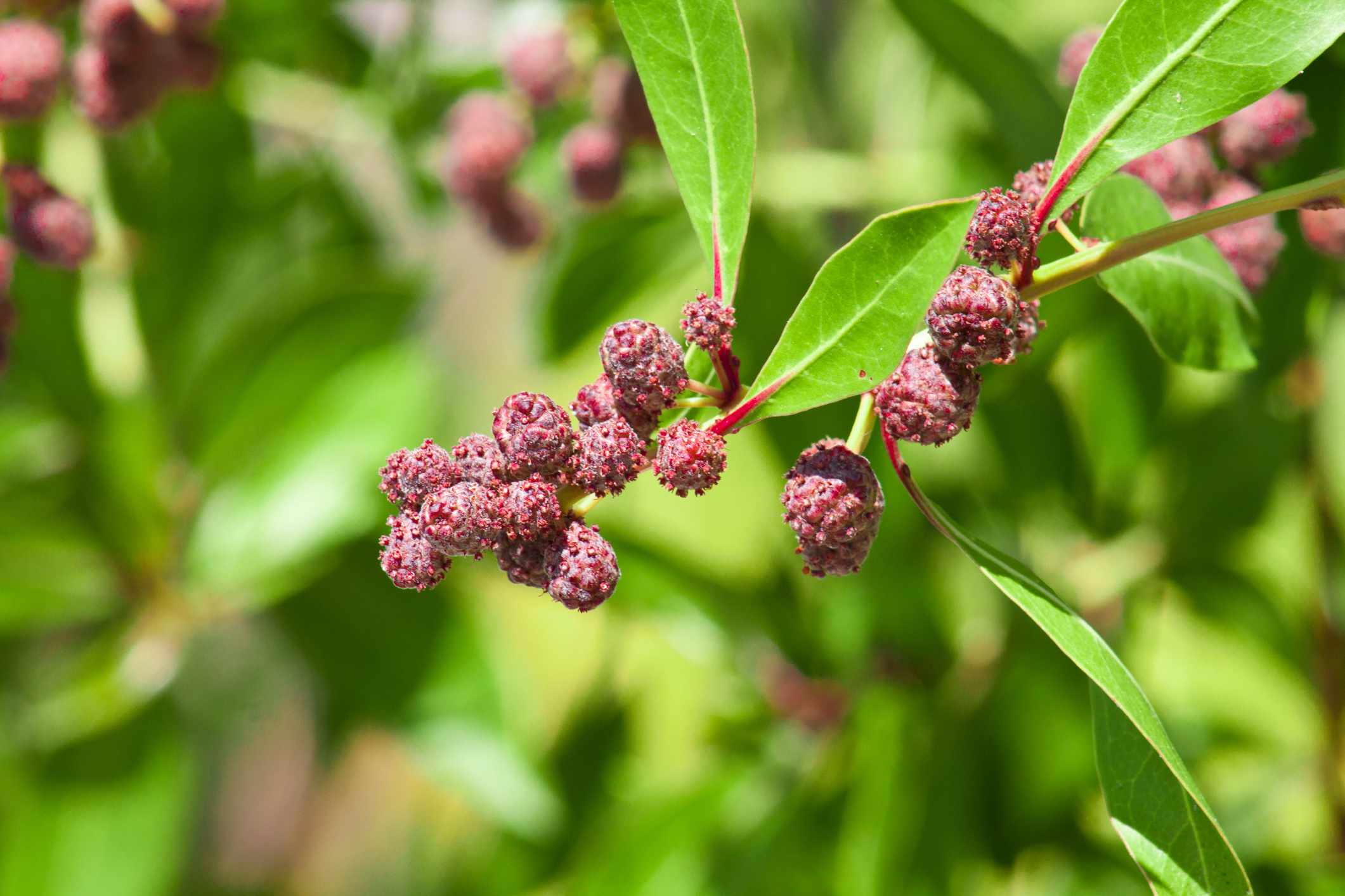 Button Wood（conocarpus rectus）