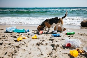 巴厘岛海滩上的塑料垃圾