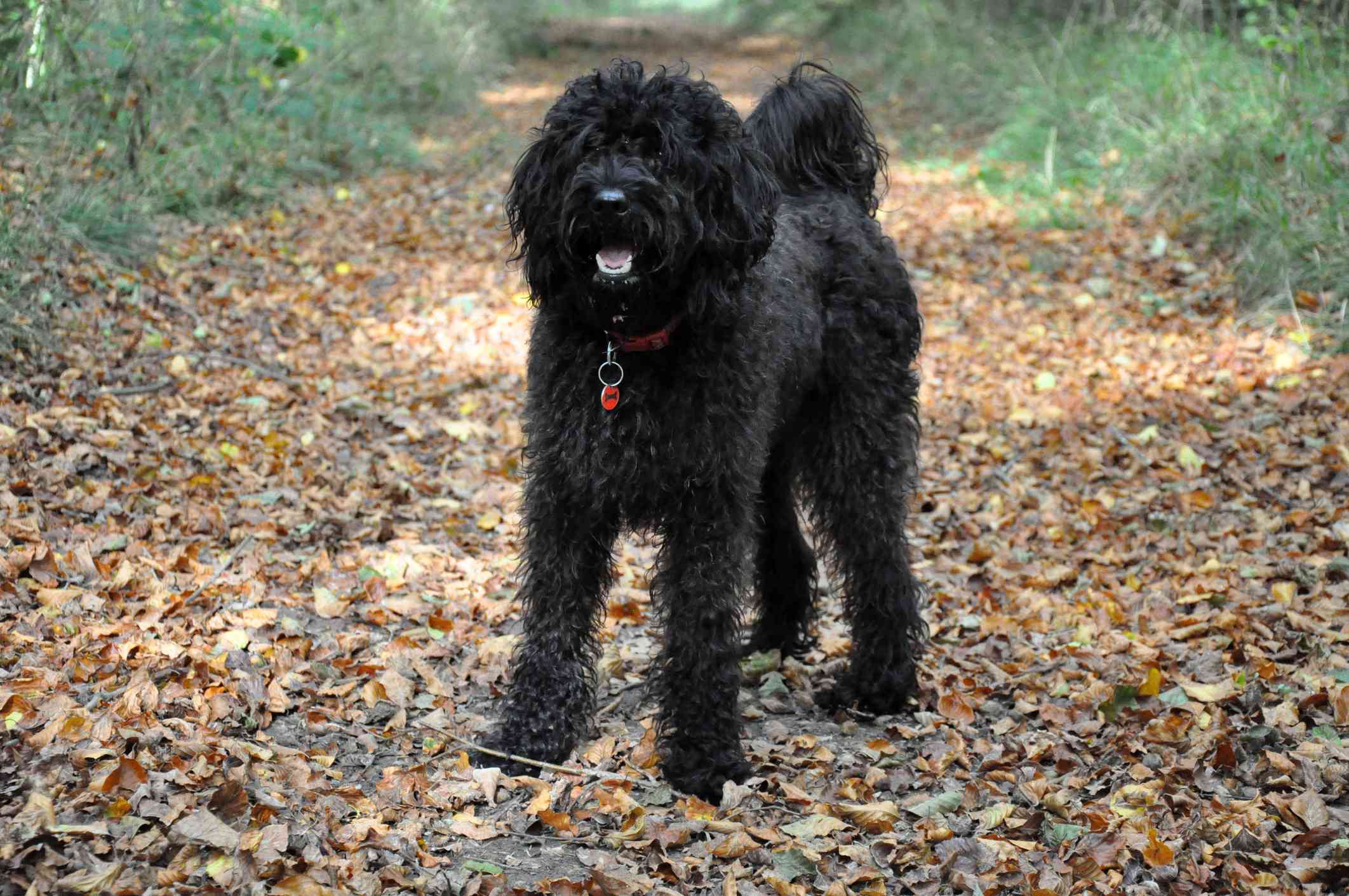 一只黑色的拉布拉多犬站在落叶小径上