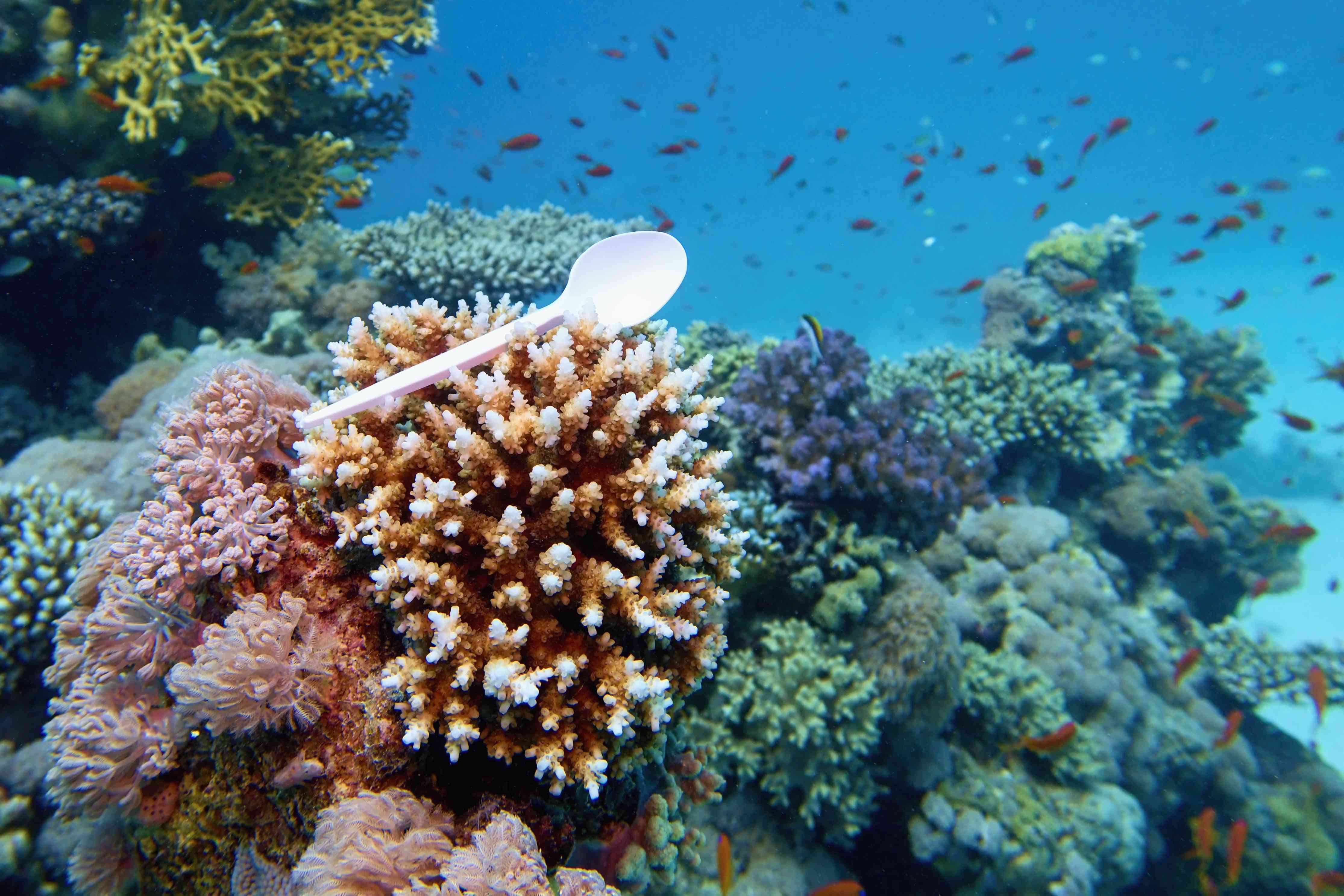 塑料勺子夹在硬珊瑚里。世界海洋被塑料污染。beplay体育官网电脑环境污染概念。