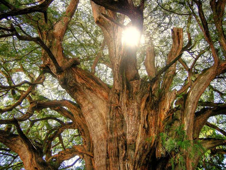 一棵高大的树，有许多弯曲的树枝，阳光照进来