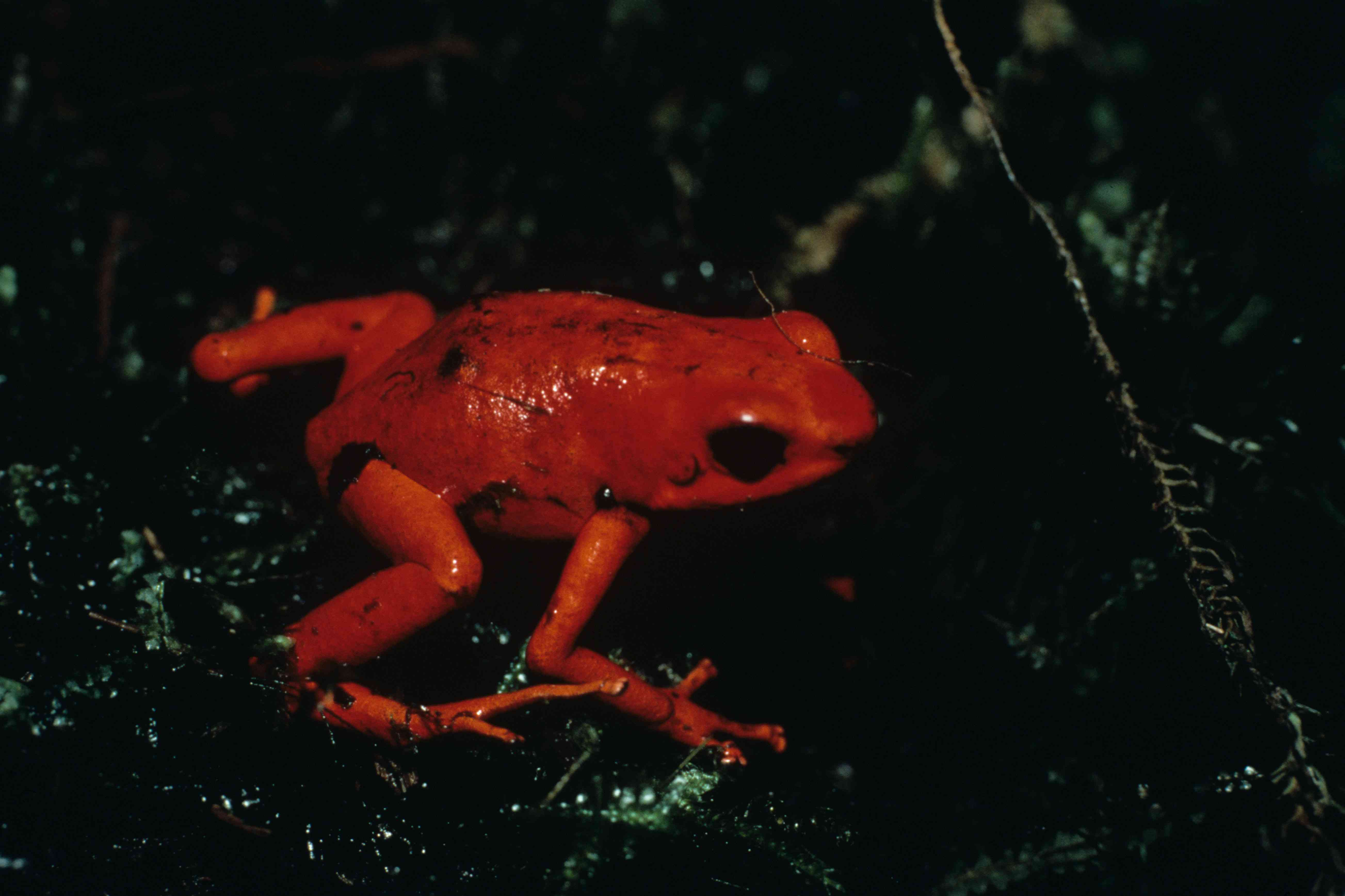 鲜红色的毒蛙，深绿色的背景＂width=