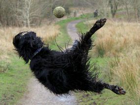 狗跳着去打网球
