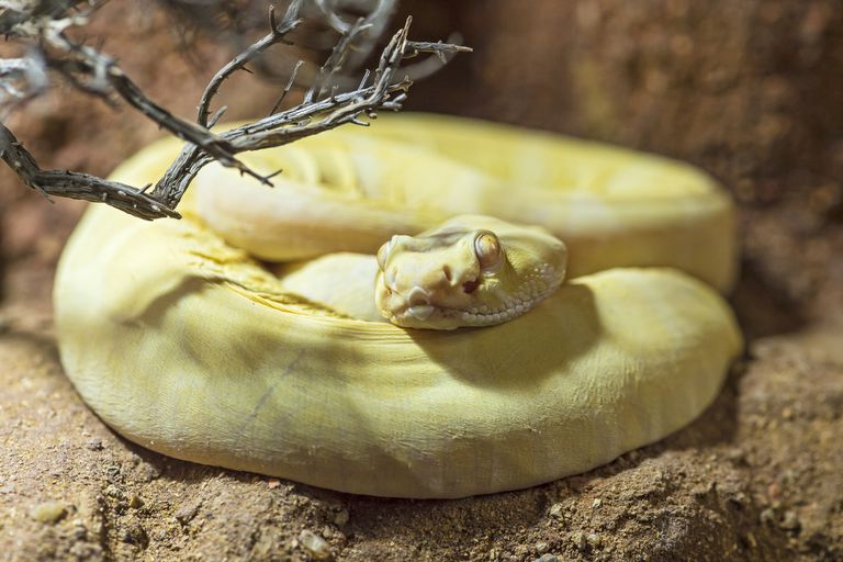 一条无鳞黄色响尾蛇盘绕在干树枝附近的沙地上＂class=