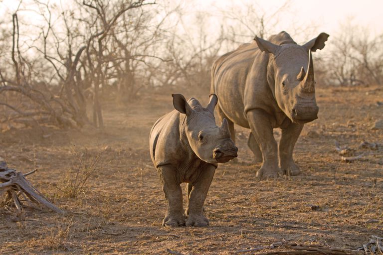 犀牛成年人在克鲁格国家公园（Kruger National Park）“class=