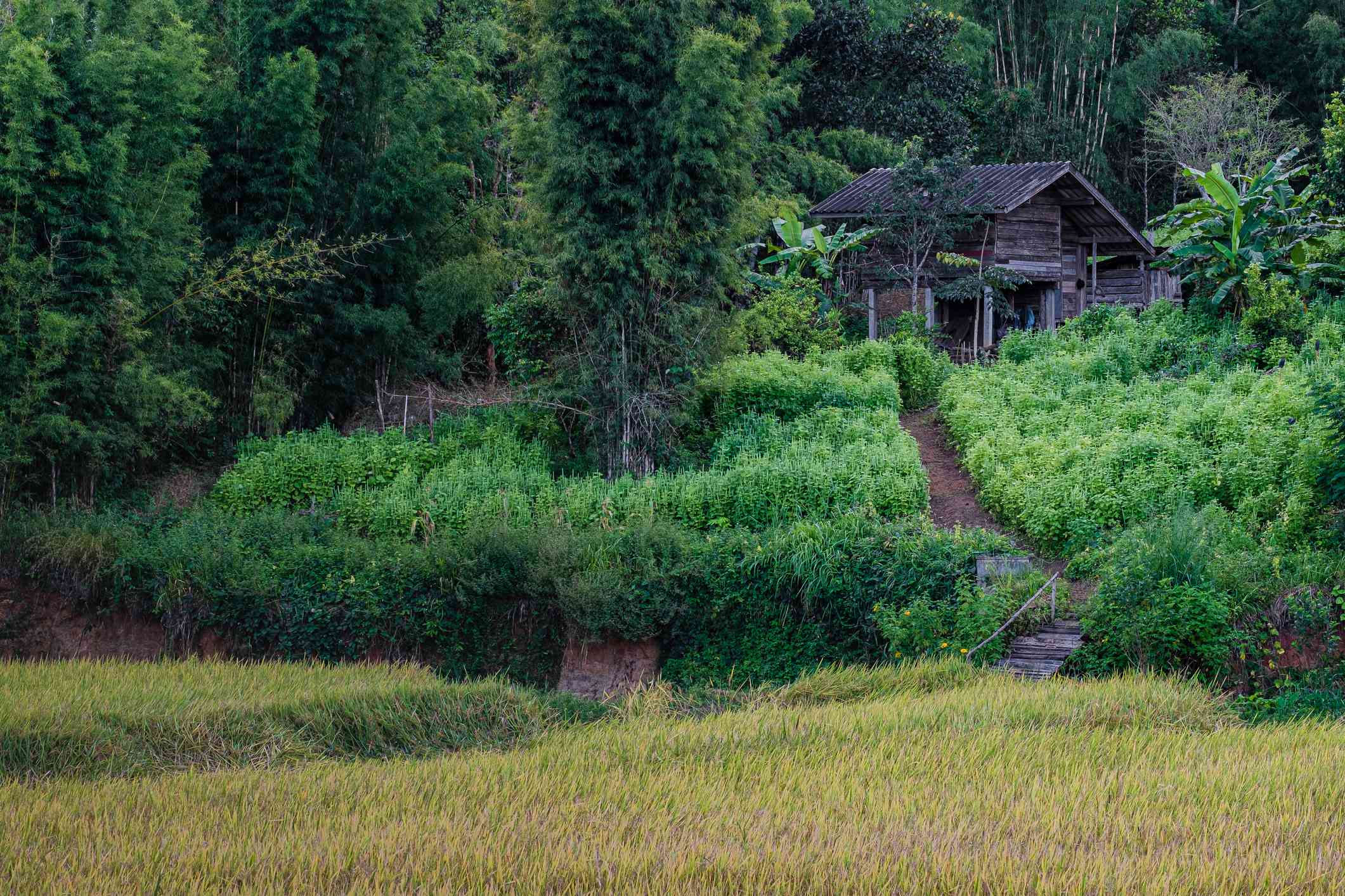 泰国乡村的菜园和小房子。