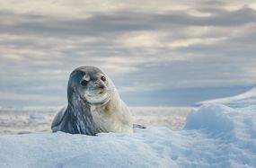 威德尔海豹躺在冰上