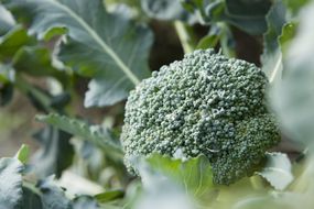Broccoli growing, close-up