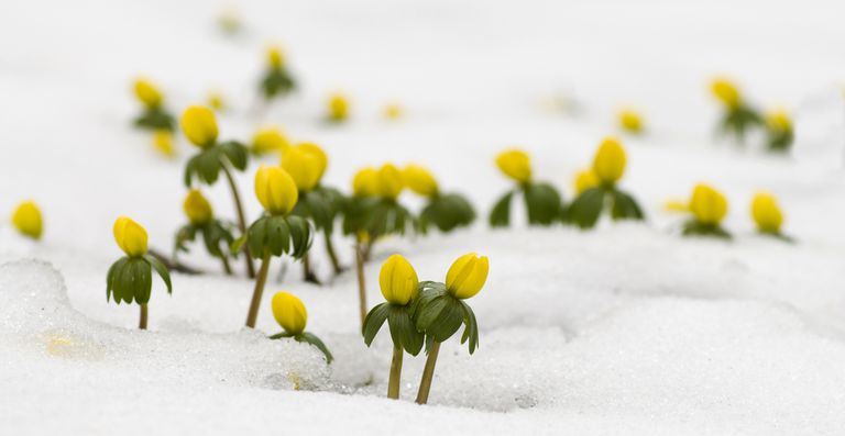 黄色的花从雪中戳出来