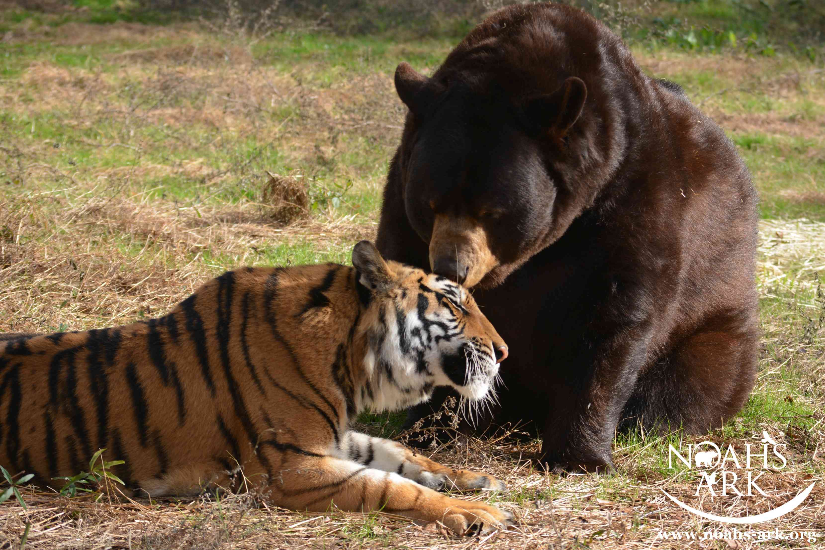 老虎和熊