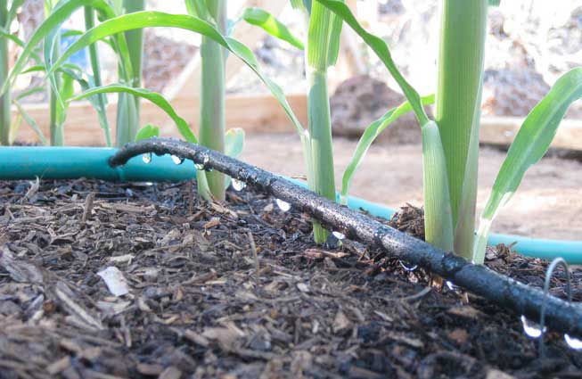 滴灌系统:花园里的滴灌系统