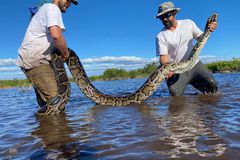 生物学家伊恩·伊斯特林（Ian Easterling）（左）和伊恩·巴托塞克（Ian Bartoszek）（右），在佛罗里达州西南部捕获了14英尺高的缅甸蟒蛇