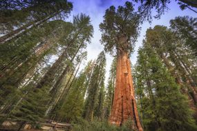谢尔曼将军树高高的矗立在红杉国家公园的红杉林中。用广角镜头捕捉到这个庞然大物。它高275英尺，直径36英尺，＂width=