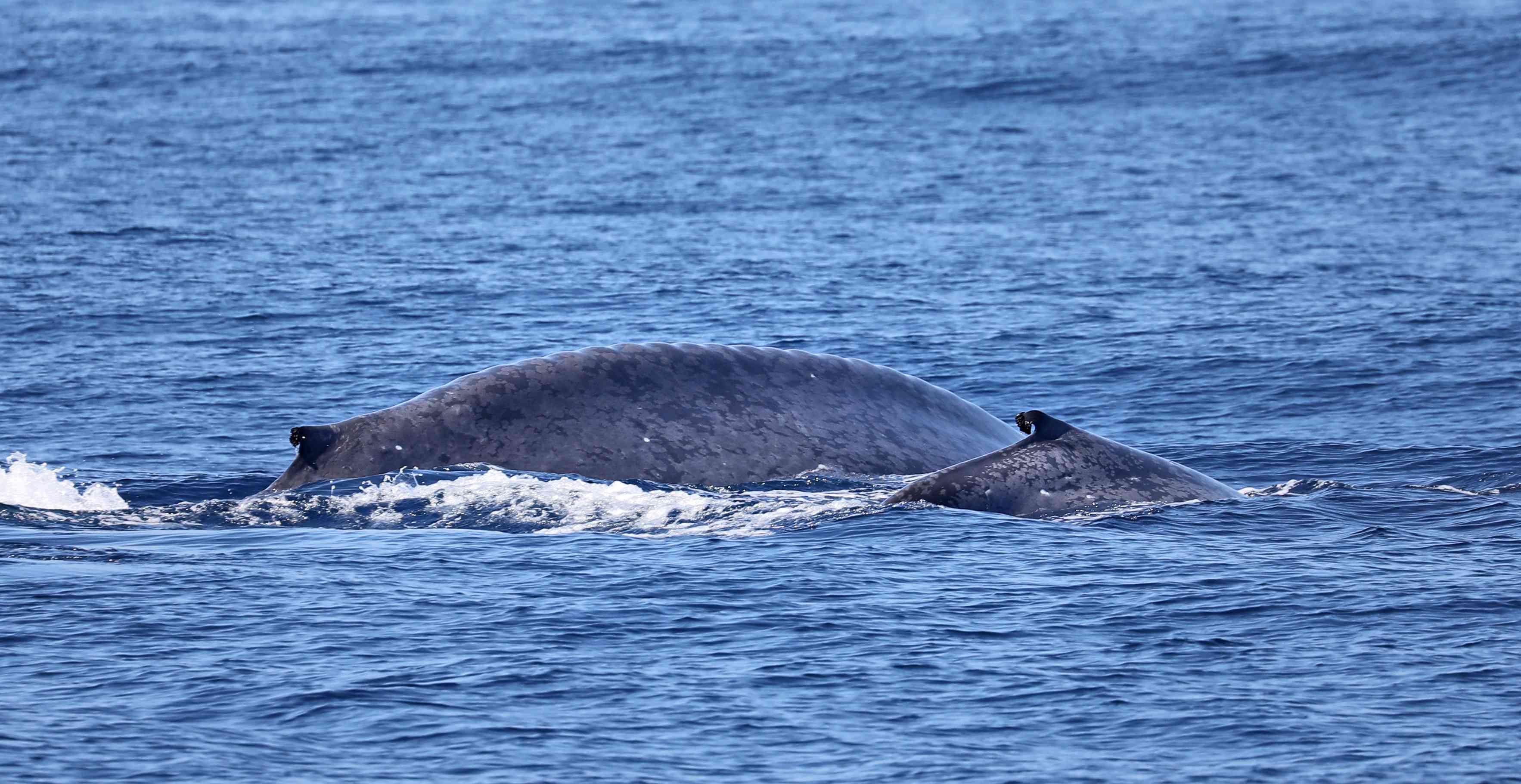 蓝鲸和幼鲸并排在蓝色的海洋里