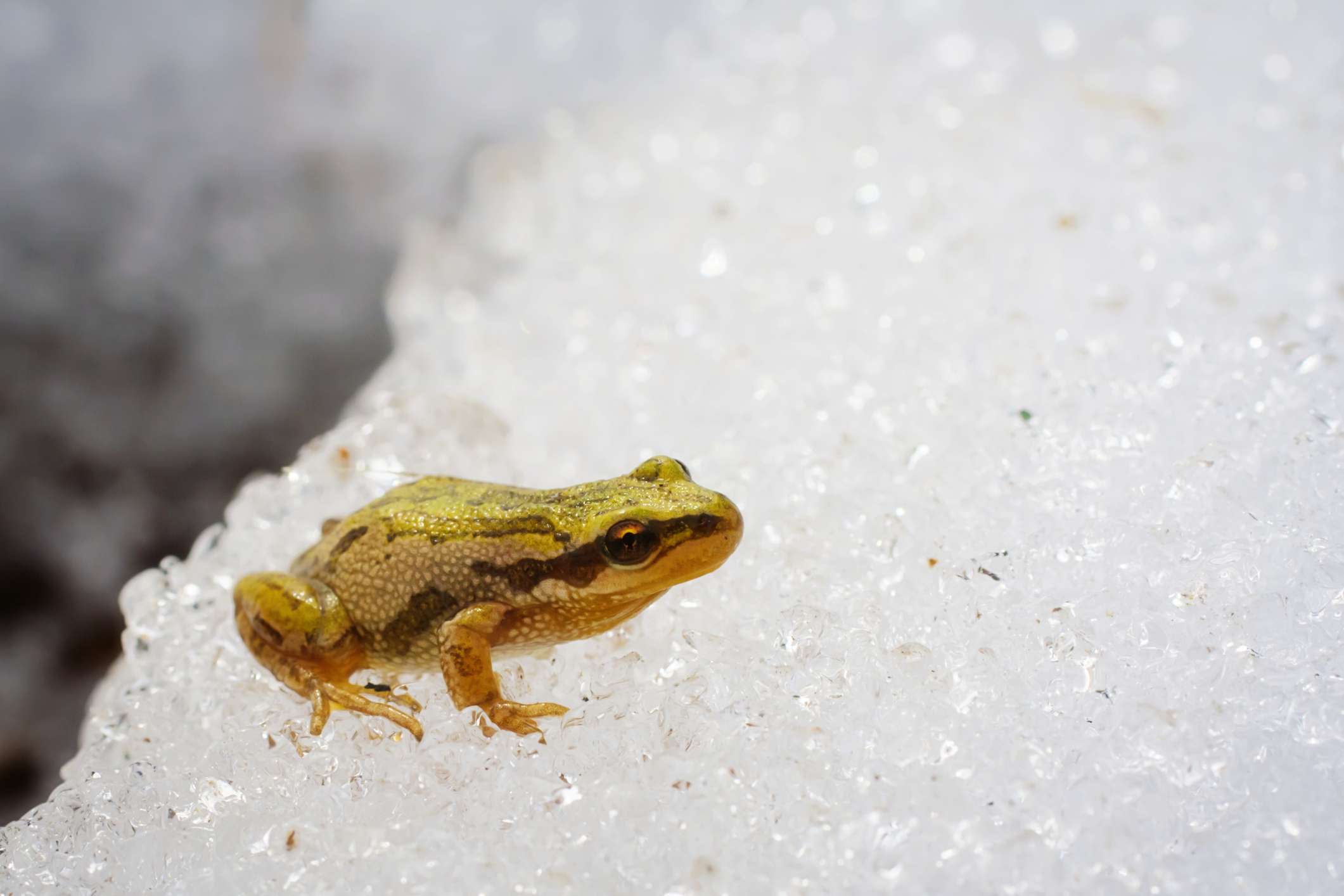 一只北方大合唱蛙坐在冰雪之上＂width=