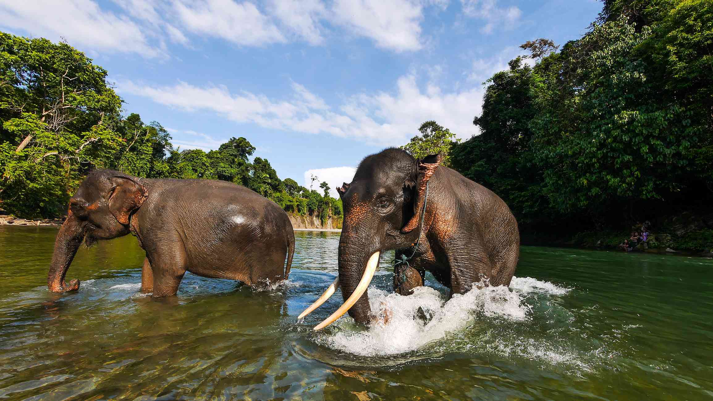 北苏门答腊岛，两只大象在绿树环绕的水中