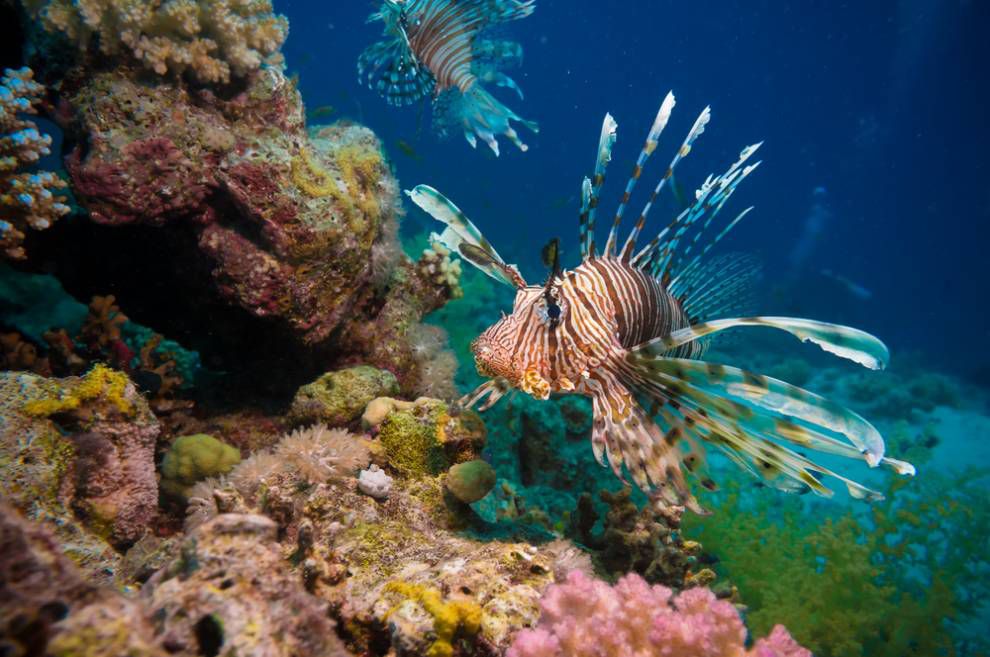 狮子鱼旁边的彩色珊瑚礁与蓝色和黄色的珊瑚