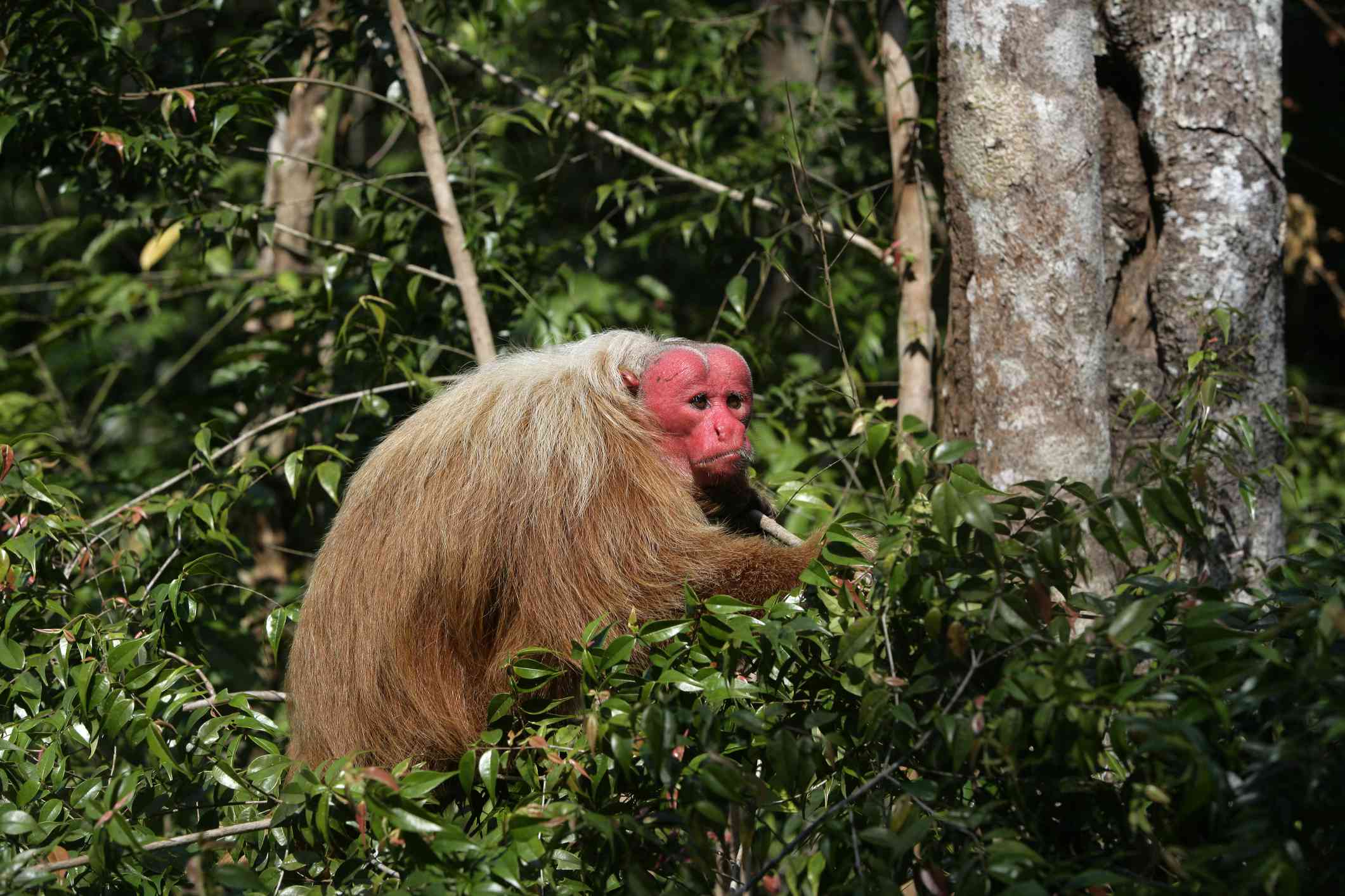 巴西树上的秃猴＂width=