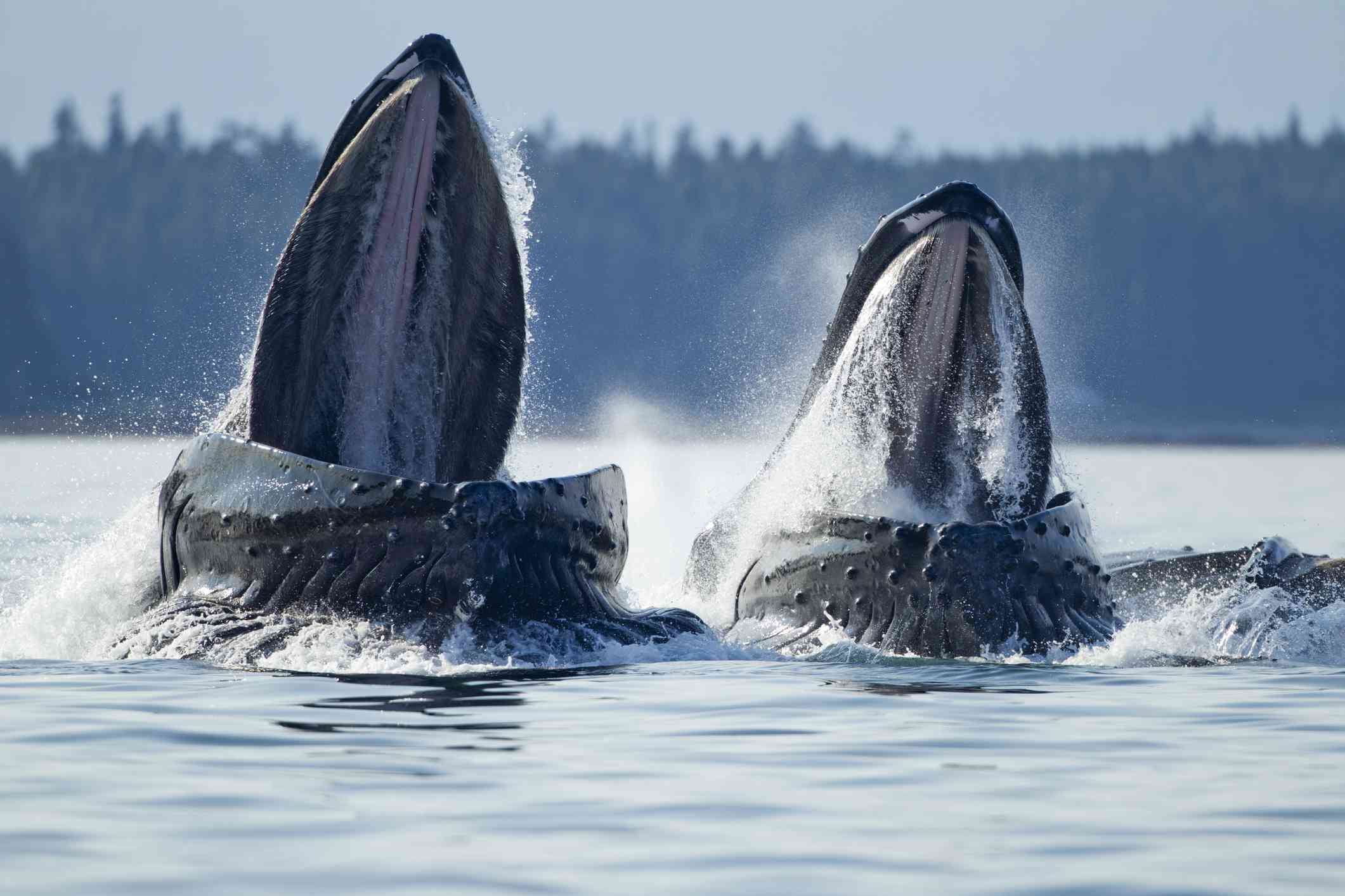 两座头鲸背水面的张开嘴