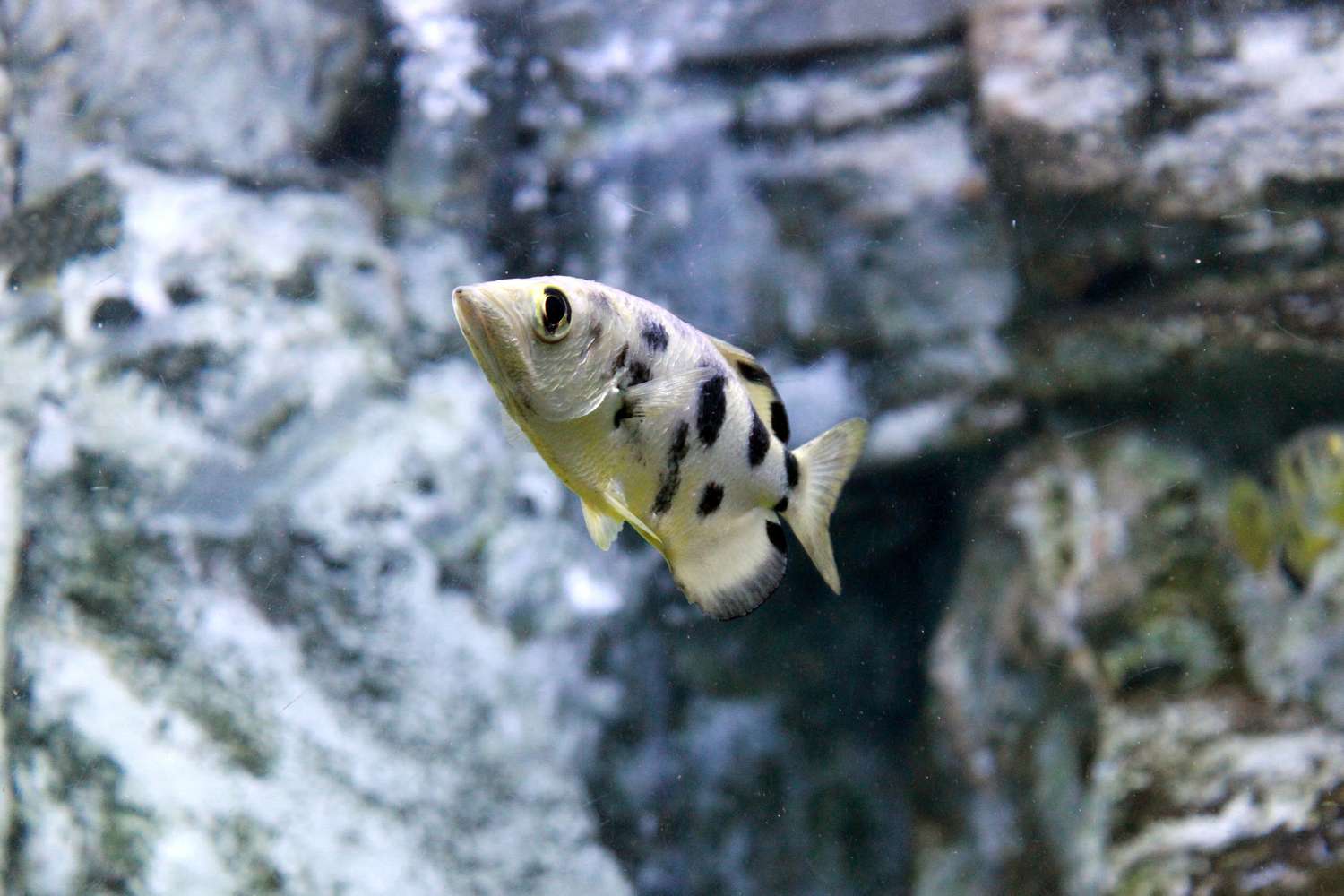 一条黑色斑点的射水鱼游在水下灰色的岩石附近