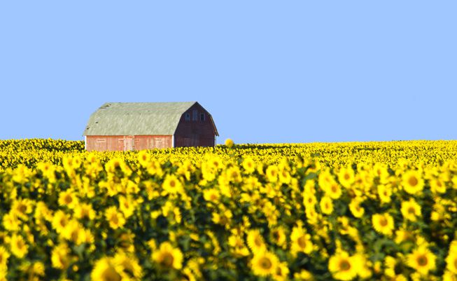 在北达科他州，一个被向日葵包围的谷仓