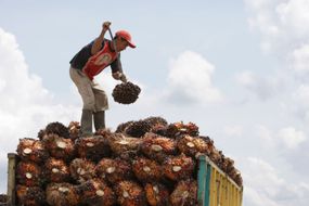 在印度尼西亚收割棕榈果