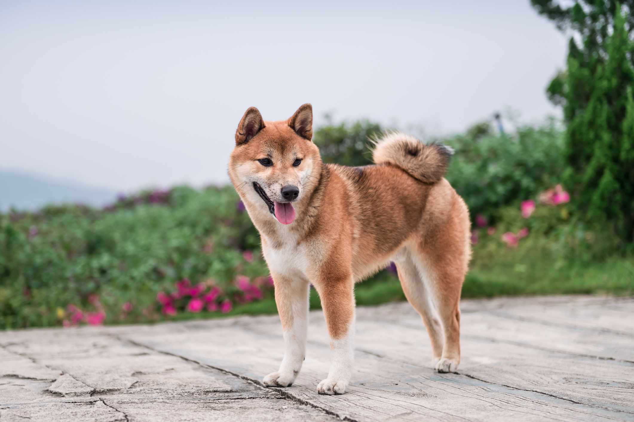 日本柴犬的狗站在人行道上在花园前面,向下看