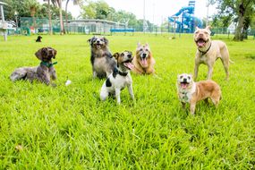 多个混合品种狗微笑而在草地上玩狗公园