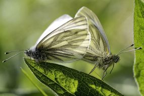 green-veined白色的蝴蝶